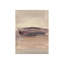 Ashed Silence II Print by Janice Sadler-26675155-26675157