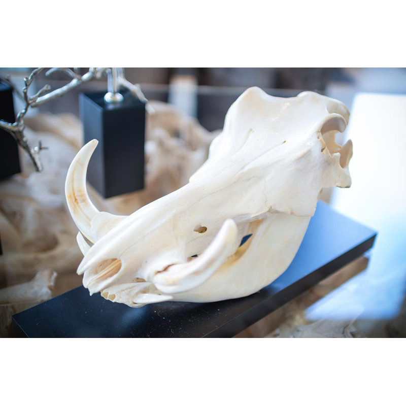 Mounted Warthog Skull