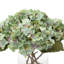 Hortensia-57810850