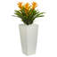 Arrangement floral triple bromeliad en pot-26161105-24745654