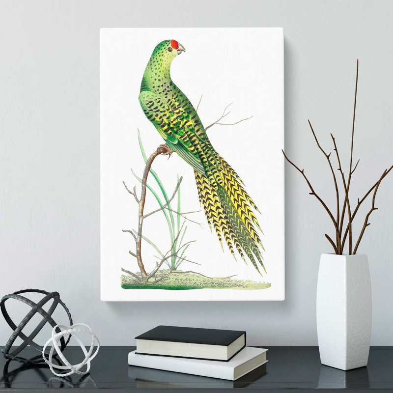 Ground Parrot by George Shaw - Wrapped Canvas, 60cm H x 40cm W x 3cm D