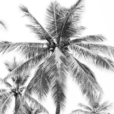 Palmier des îles - photographie