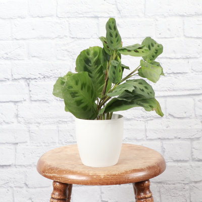 Live Green Prayer Plant in Classic Pot