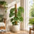 4 Pack 16'' Stackable Coco Coir Moss Poles for Climbing Plants