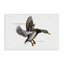 Canard colvert volant par Jadei-1222282949