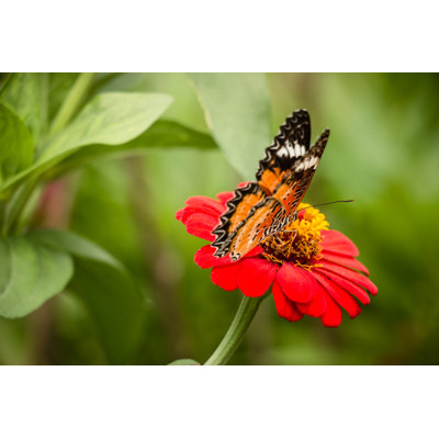 Papillon monarque d'Evan