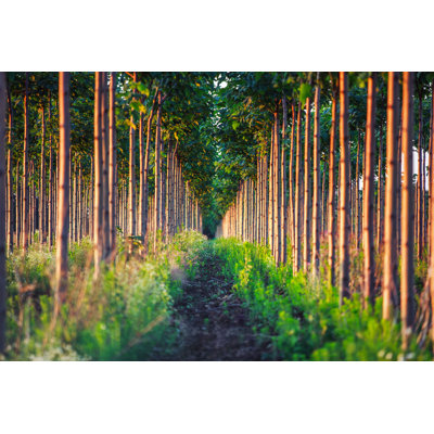 Paulownia Tree Plantation - Photographie sur toile tendue