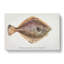 Illustration of a Flounder Fish by F.E. Clarke - Wrapped Canvas-55359688