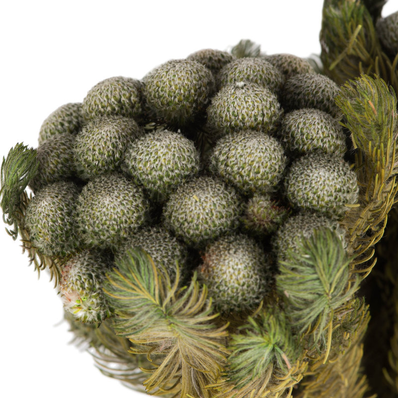 Vickerman 12-16" Natural Green Brunia, 4 oz Bundle, Preserved