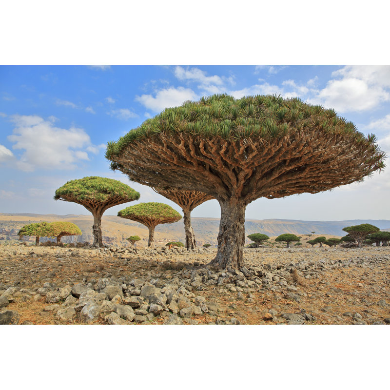 Dragon Tree par Zanskar - Photographie sur toile tendue, L 30 po x H 20 po