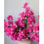 Fuchsia Bougainvillea 44 po