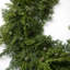 72'' in. Faux Garland