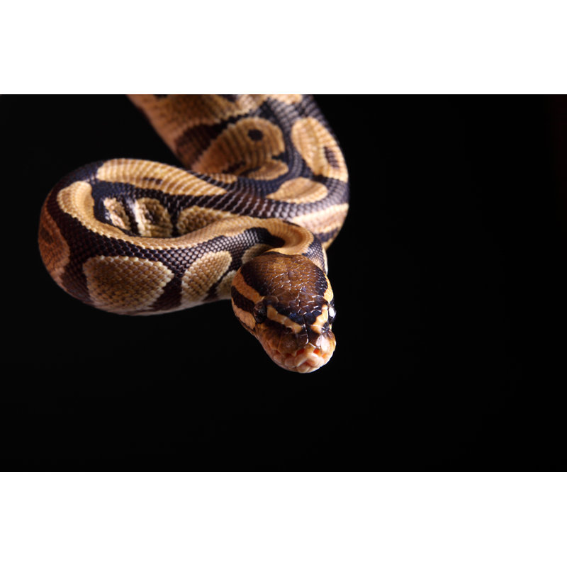 Ball Python by Jenjen42, 12" H x 18" W