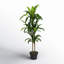 Larson 48'' Faux Dracaena Plant in Planter