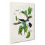 Torres Strait Fruit Pigeon by Elizabeth Gould - Wrapped Canvas Painting-55361295