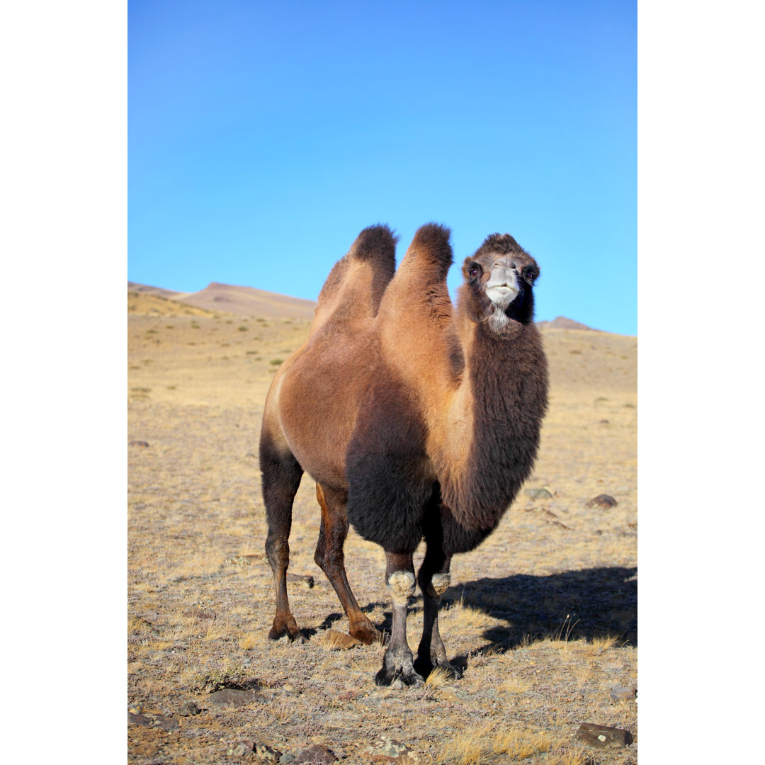 Altai Kamel - Leinwandfoto gewickelt