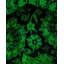 Fine Vibrance One-of-a-Kind 3' 0" X 8' 1" Hand Knotted Area Rug