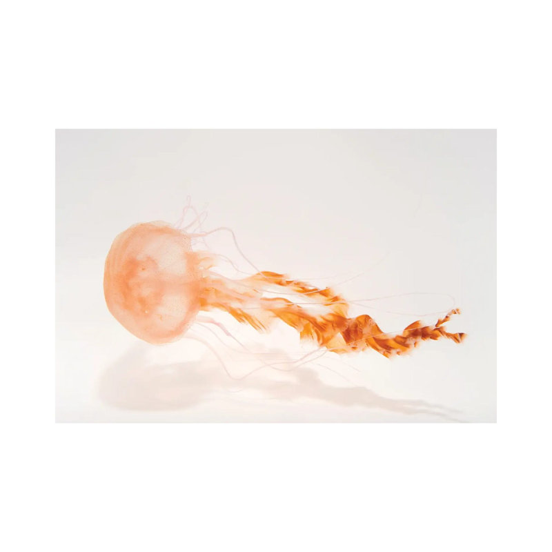 A Black Sea Nettle At The Monterey Bay Aquarium by Joel Sartore - Gallery-Wrapped Canvas Giclée on Canvas, Canvas