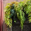 Ensemble de branches artificielles 39,7 po-468678660