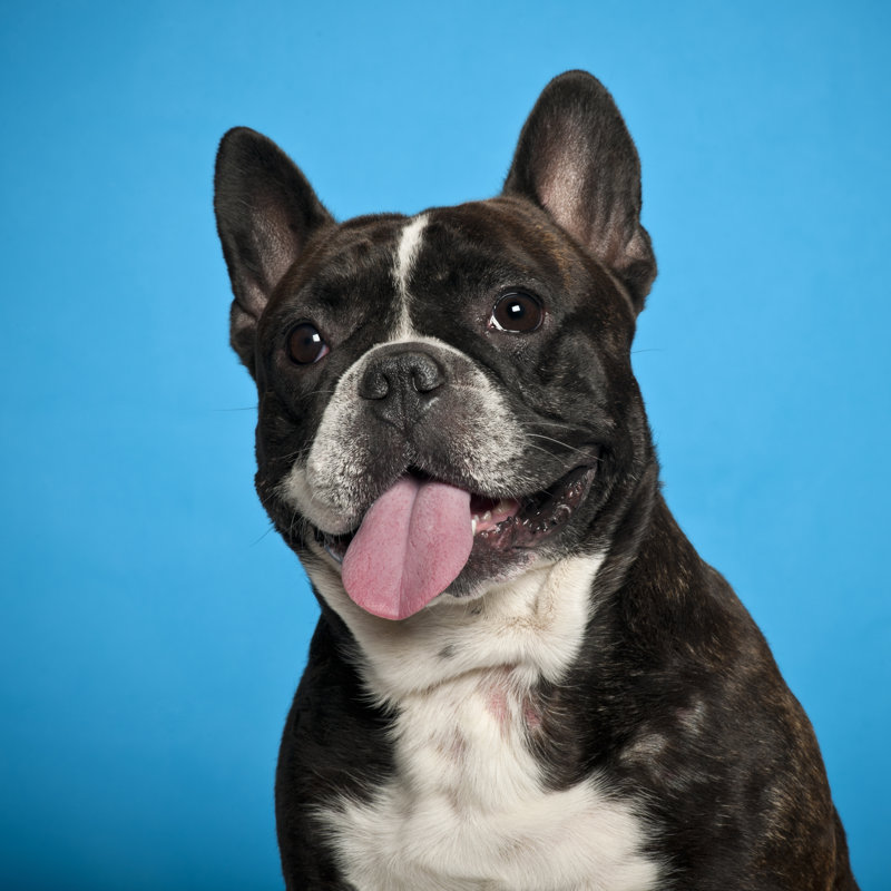 French Bulldog - Wrapped Canvas Print, 30cm H x 46cm W x 3.8cm D