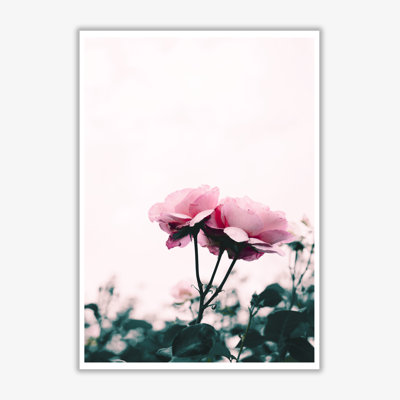Rose - Print