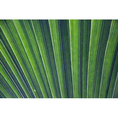 Palm leaves pattern