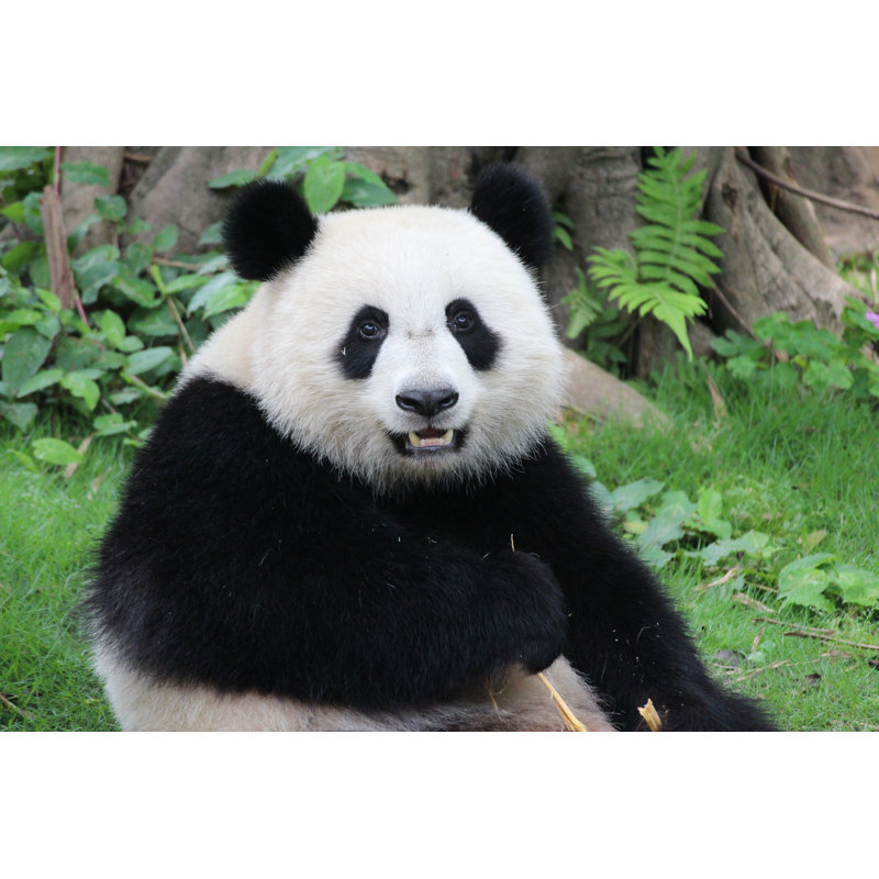 Olena Close Up Of Panda - Wrapped Canvas Print, 51cm H x 76cm W x 3.8cm D