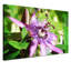 Print on Canvas-25528869