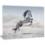Photographie d'un cheval blanc au galop-35105337-35105343