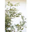 BOTANICA # 3436