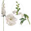 Tiges Delphinium