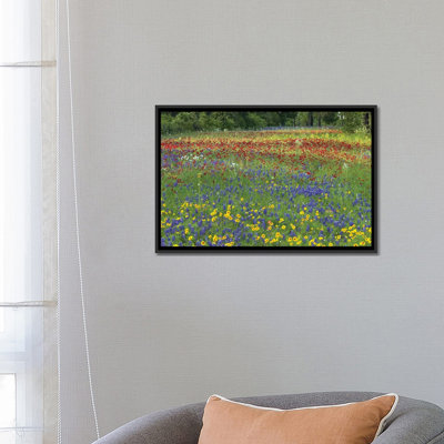" Annual Coreopsis Texas Bluebonnet, Fort Parker State Park, Texas, And Drummond's Phlox " by Tim Fitzharris