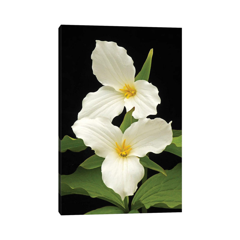 Trilliums par Brian Wolf - photographie sur toile tendue