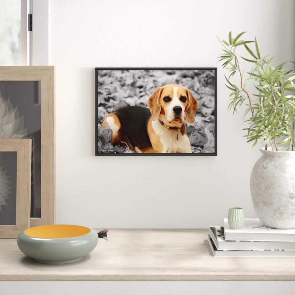 Gerahmtes Wandbild kleiner Beagle spieltLaub