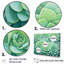 " Green Succulents Bloom "-97089812-97089813