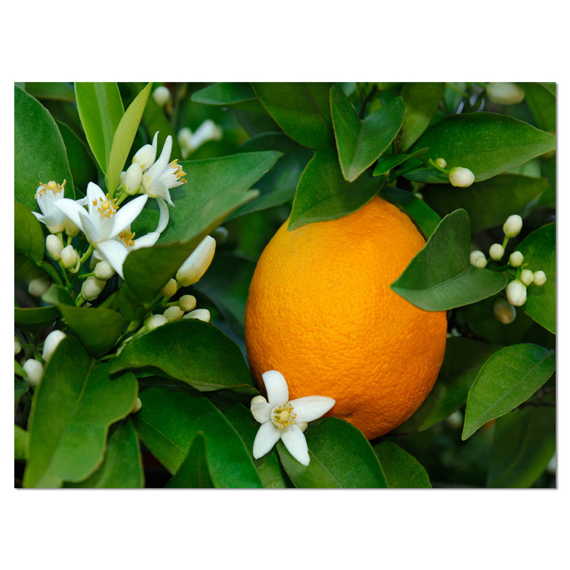 " Orange Blossom ", 30" H x 40" W x 1" D