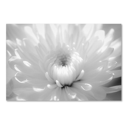 " Infrared Flower 2 "