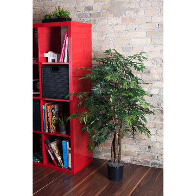 Ming Aralia plante de sol en pot