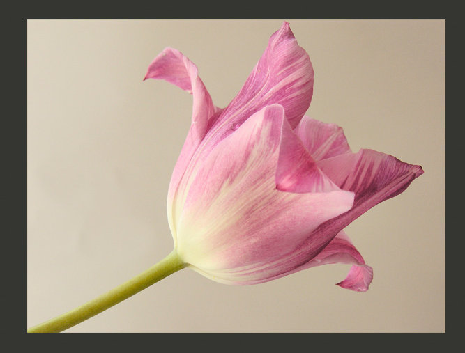 Pink Tulip 309cm x 400cm Wallpaper, 350 cm x 270 cm