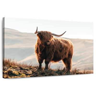 Vache Highland Isle of Skye