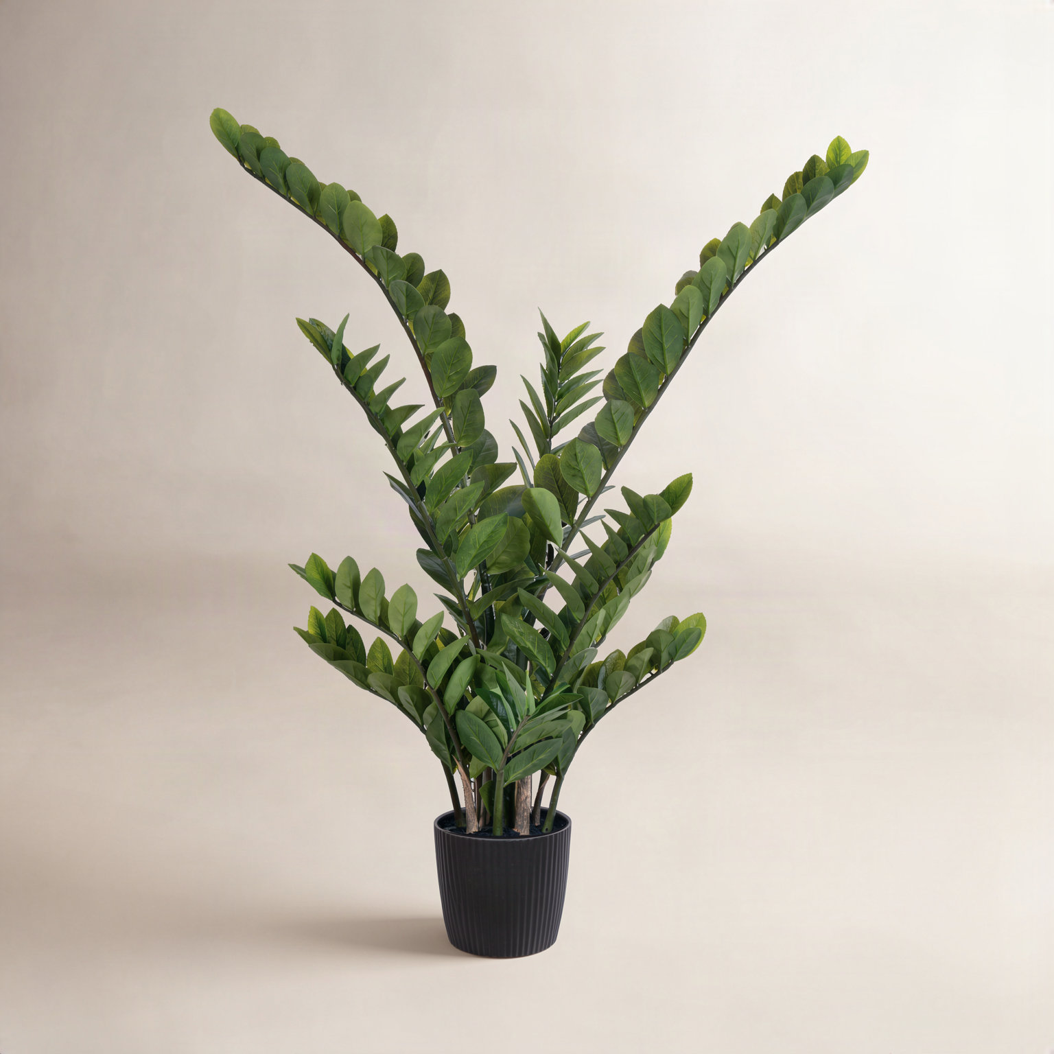 Zen ZZ Plant in Pot, 43" H x 27" W x 27" D