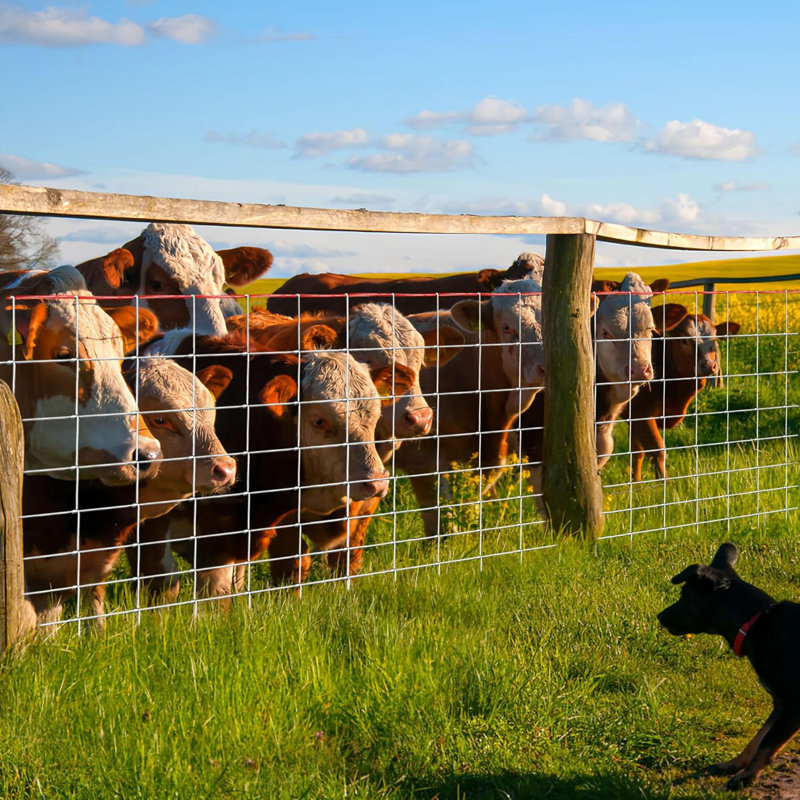 Farm Fence 13Gauge Heavy Zinc Coating Cattle Fence,Galvanized Field Wire Fencing Deer Fence,Goat Fence,Hog Wire Fencing for Yard Livestock & Animals Protection