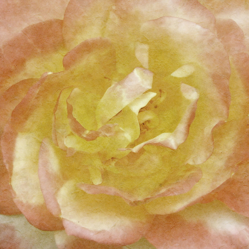 Wall Flower I by Alonzo Saunders - Wrapped Canvas Print, 91cm H x 91cm W