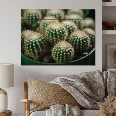 Cactus vert beige, joyaux du désert, Mammillaria I sur bois