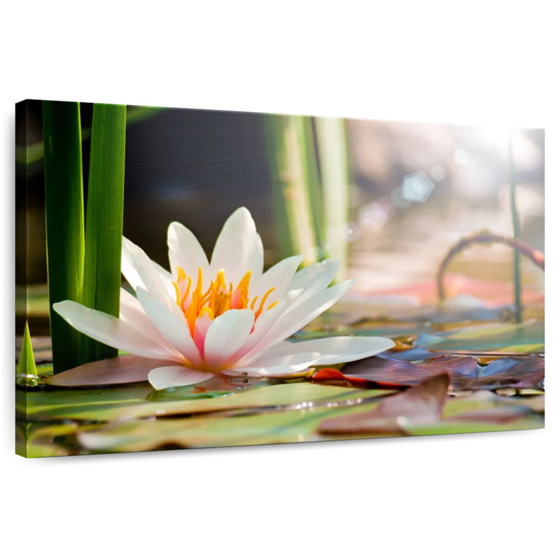 Harnek Water Lily Bloom, 32" H x 48" W