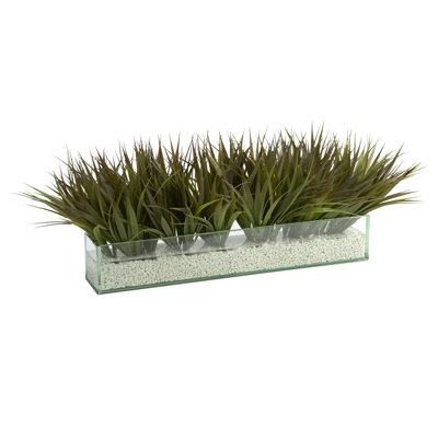 Herbe sauvage dans un verre d'aquarium rectangulaire