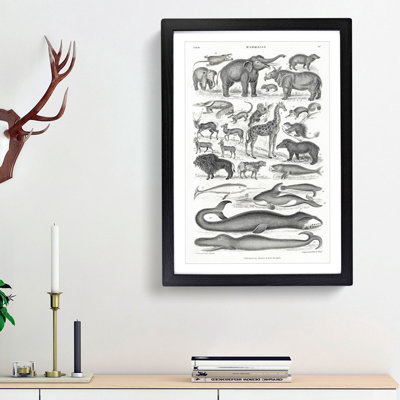 Study of Mammals LV by Oliver Goldsmith - Framed Print