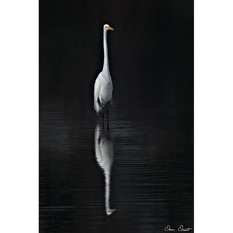 Elegant Egret I by David Drost - Wrapped Canvas Print, 46cm H x 30cm W 
