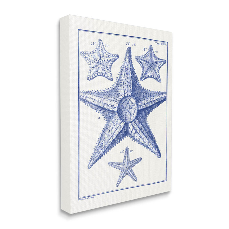 Art mural détaillé sur toile d'étude des étoiles de mer par Vision Studio, H 20 po x l 16 po x P 1,5 po