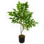 Toona Siensis Arrangement in Pot